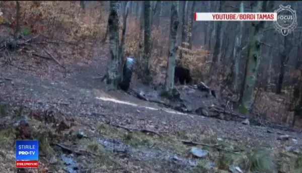 Războiul ONG-urilor cu autoritățile care vor reluarea vânătorii de urși. Mărturia unui director de la Mediu