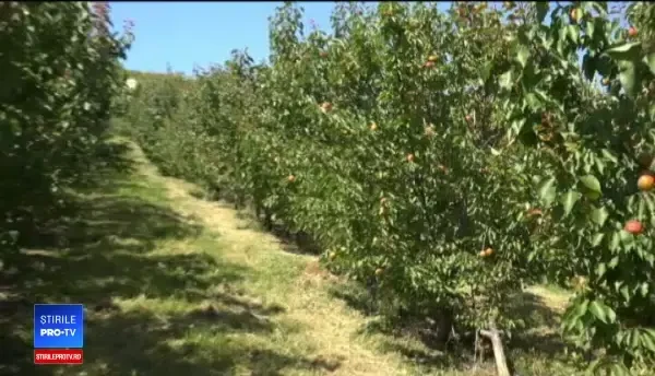 Cireșe și caise mai puține anul acesta din cauza vremii. Am strâns doar 6 kg dintr-un pom