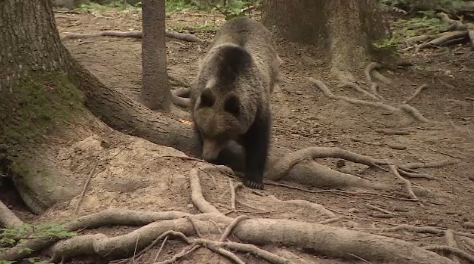 Măsurile contra urșilor ar putea fi aprobate. Cine se află în spatele planului ce propune vânătoarea