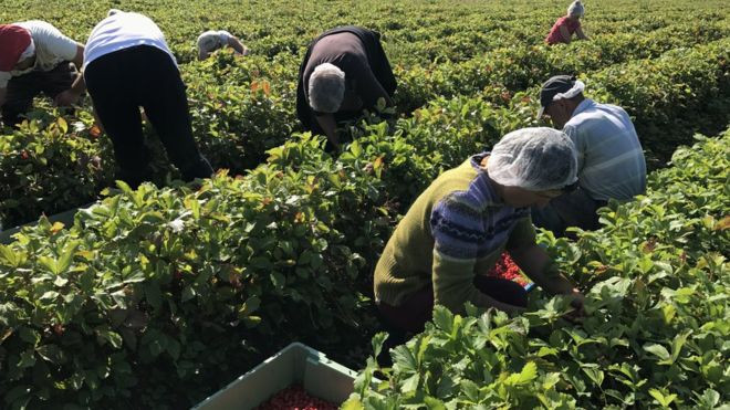 Analiză BBC. De ce refuză românii locurile de muncă în agricultură oferite de Marea Britanie