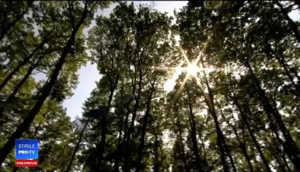 Măsurile contra urșilor ar putea fi aprobate. Cine se află în spatele planului ce propune vânătoarea