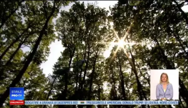 Măsurile contra urșilor ar putea fi aprobate. Cine se află în spatele planului ce propune vânătoarea