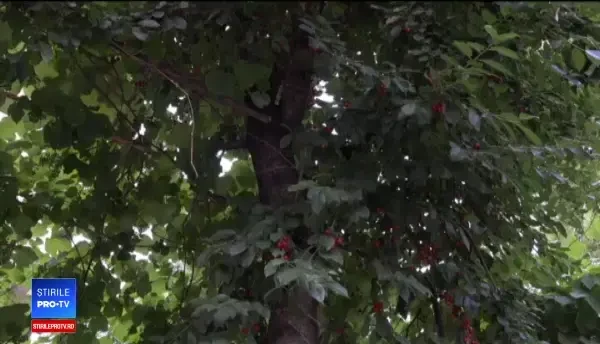 Pomii înfășurați cu sârmă, o practică întâlnită în mai multe județe. Polițiștii sancționează autorii