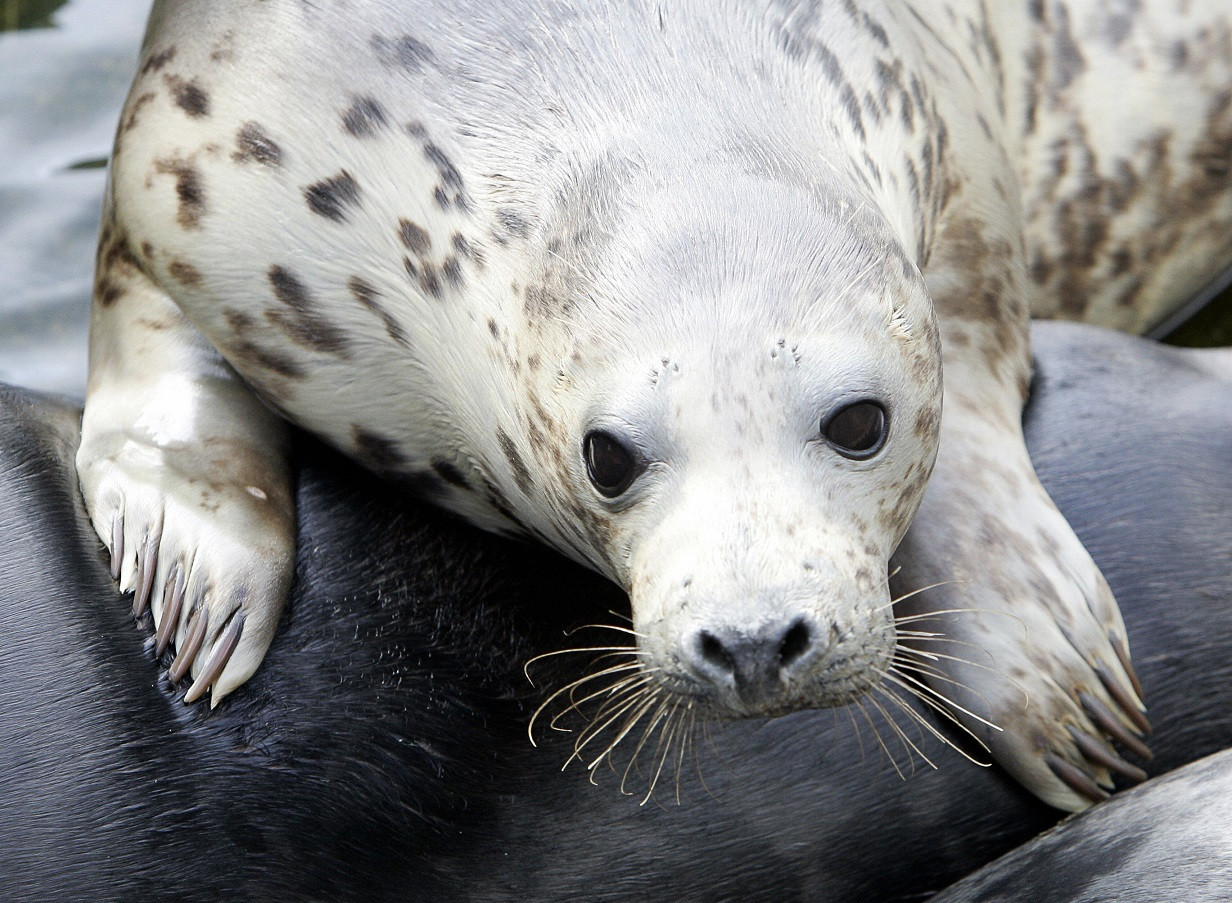Foci ucise cu cuţitul şi legate cu cărămizi, pe o plajă din Polonia