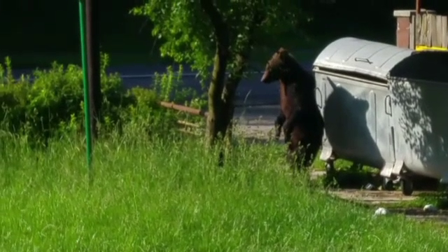 Puiul de urs operat la Zărnești a murit. Altul și-a făcut apariția la Bușteni