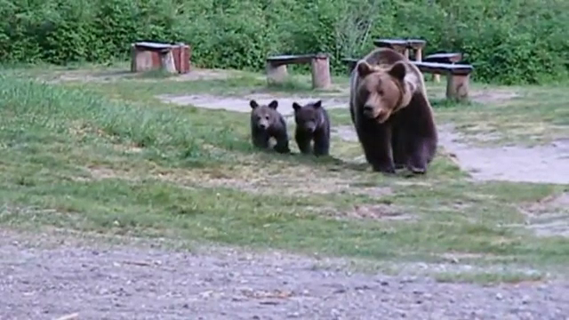 Problema împușcării urșilor, la DIICOT. ”Grup organizat care şi-a facilitat vânătoarea de trofee”