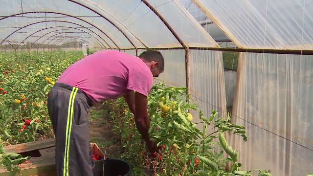 Zonele din țară unde zilierii câștigă mai bine ca afară. Pot ajunge și la 1000€/lună