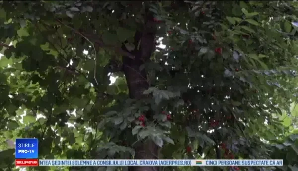 Încă un român a împrejmuit vișinul cu sârmă ghimpată. Oameni răi fură vișine