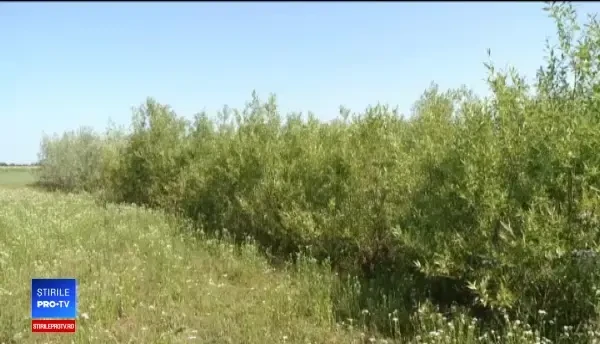 Salcia energetică, soluția împotriva tăierii pădurilor. Costul investiției și profitul scos