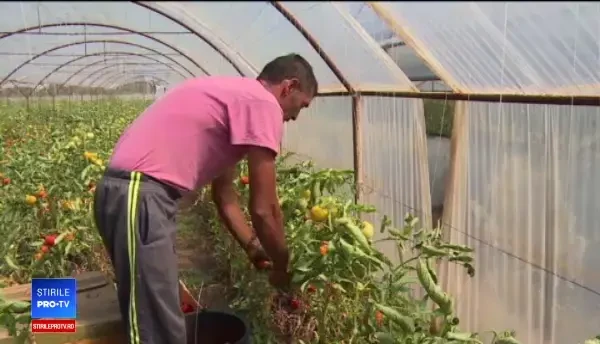 Zonele din țară unde zilierii câștigă mai bine ca afară. Pot ajunge și la 1000€/lună