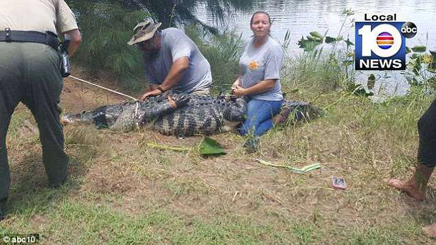 Descoperirea făcută în stomacul unui aligator, lung de peste 3 metri