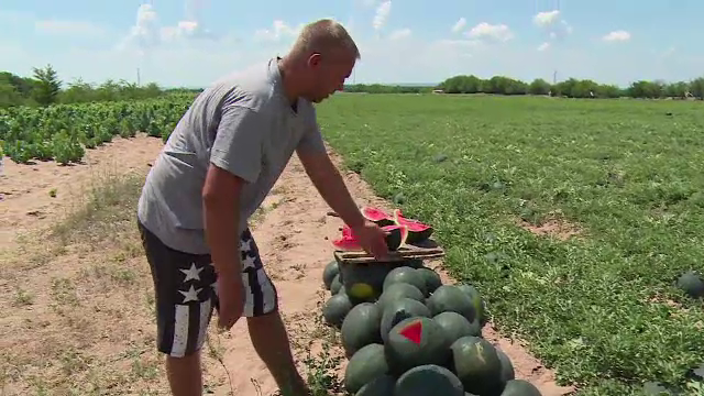 Pepenii de Dăbuleni, exportați anul acesta în Suedia și Franța. ”Cer să fie mici și perfecţi”