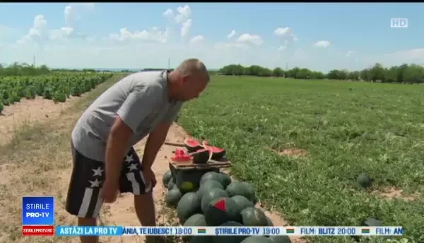 Pepenii de Dăbuleni, exportați anul acesta în Suedia și Franța. Cer să fie mici și perfecţi