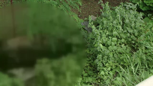 Leșul unui cal, abandonat trei zile într-un șanț, lângă casa unui localnic