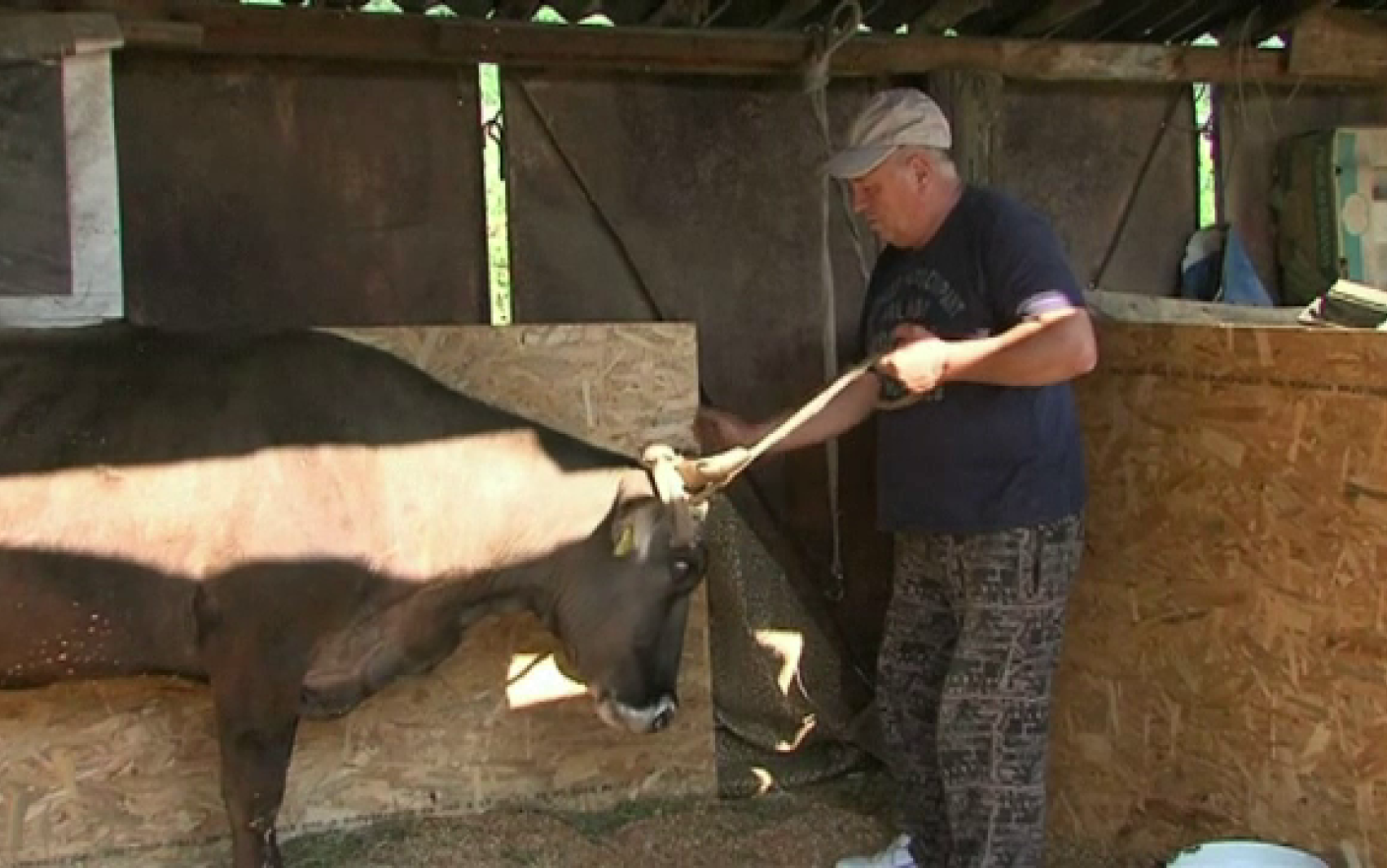 Decizia autorităților bulgare în privința văcuței care a traversat ilegal granița UE