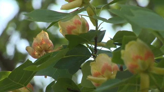 Legenda copacului cu lalele din Aninoasa. Este o raritate la noi