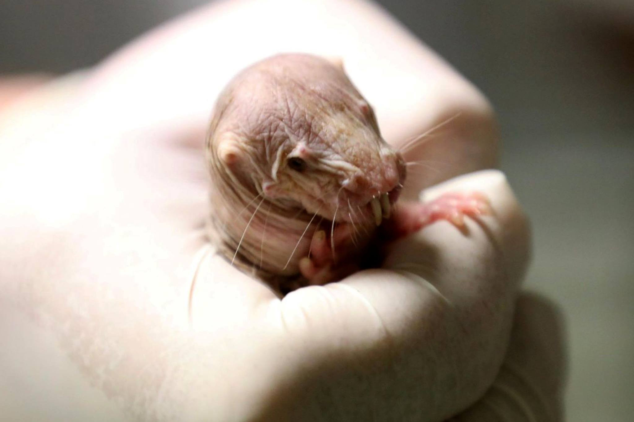 Mihai Șora, aluzie la afirmațiile lui Dragnea: ”Astăzi, lecția despre șobolan”