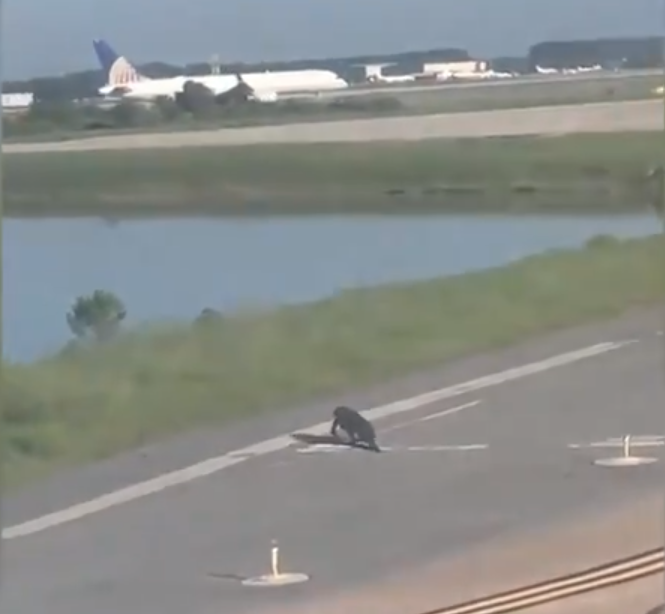 Un pilot a oprit avionul, din cauza unui aligator care încerca să traverseze pista. VIDEO