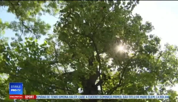 Legenda copacului cu lalele din Aninoasa. Este o raritate la noi