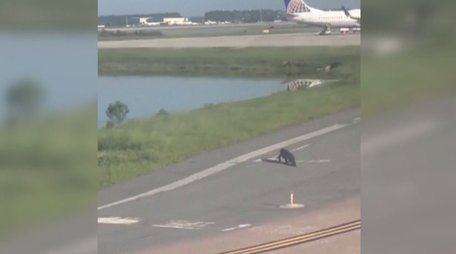 Un crocodil și-a făcut apariția pe o pistă de decolare. Reacția pilotului