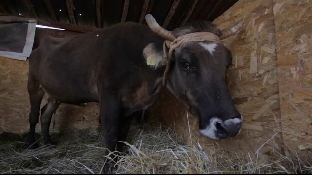 Penka, văcuța ce risca eutanasierea pentru că a trecut ”ilegal” frontiera UE, a fost grațiată