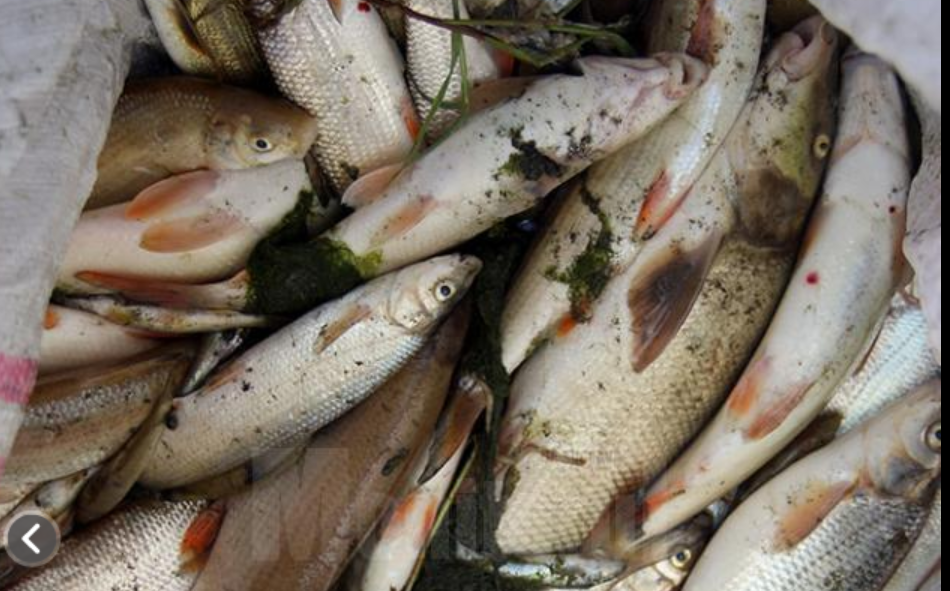 Pești morți pe o distanță de 2 km, pe râul Suceava, din cauza unei poluări industriale masive