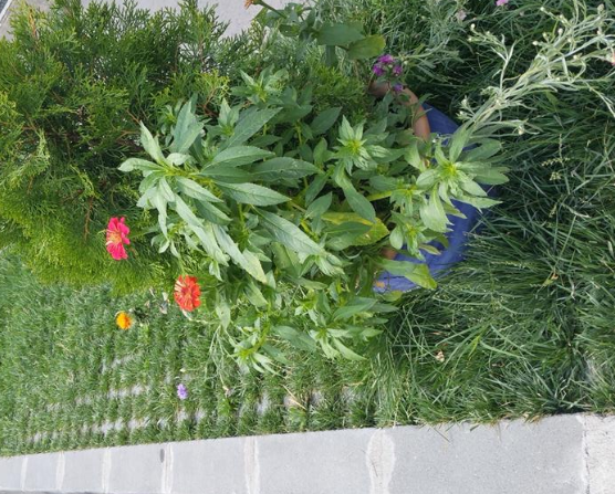 Timișoreni, amendați pentru că au amenajat spațiul verde din fața imobilului