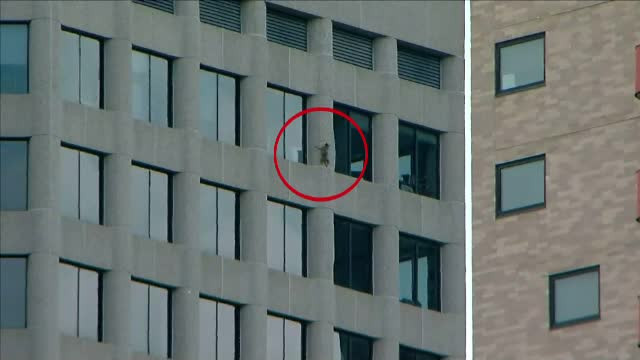 Ratonul care s-a apucat să escaladeze un zgârie-nori este sănătos și a fost eliberat