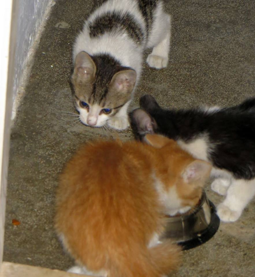 Timișorean cercetat de poliție, după ce 2 pisici aflate în grija sa au murit