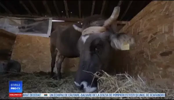 Penka, văcuța ce risca eutanasierea pentru că a trecut ”ilegal” frontiera UE, a fost grațiată