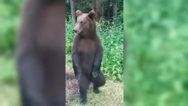 Patru turiști au sunat îngroziți la 112, după ce s-au întâlnit cu un urs... pe munte