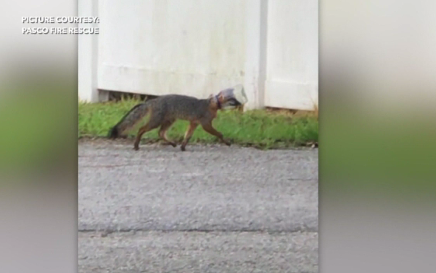 Un pui de vulpe a rămas cu capul blocat într-un borcan. Cum au reușit voluntarii să o ajute