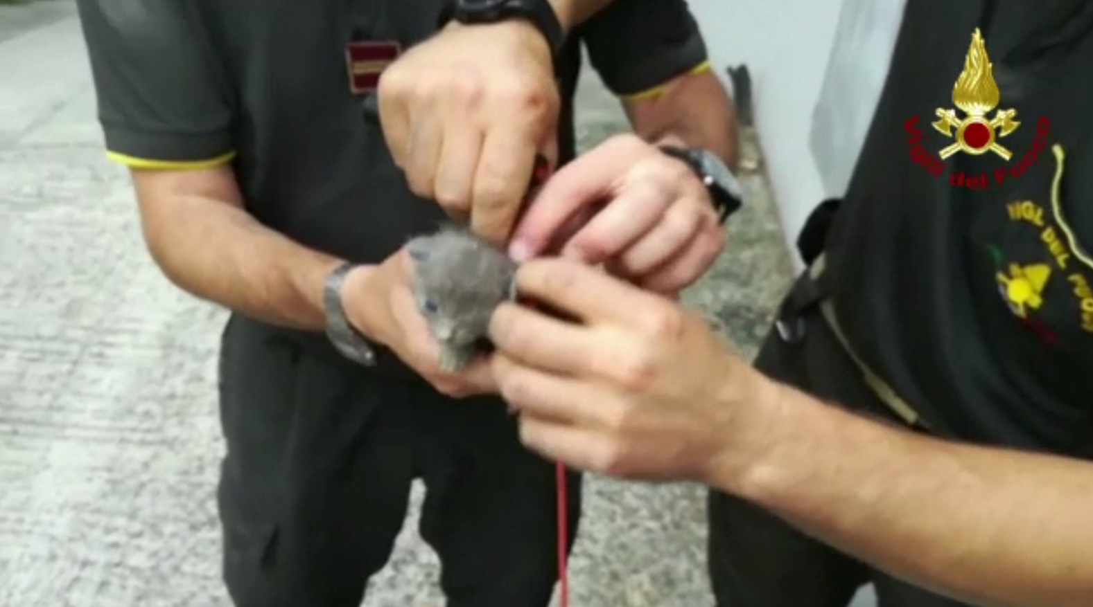 Trei pui de pisică, salvați cu greu de pompieri din niște țevi înguste