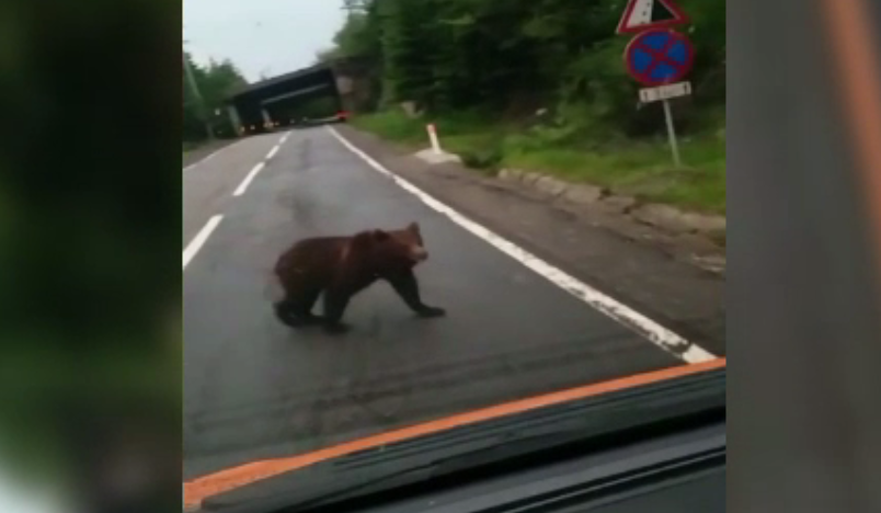 Ursul botezat de Van Damme și-a făcut apariția printre oameni