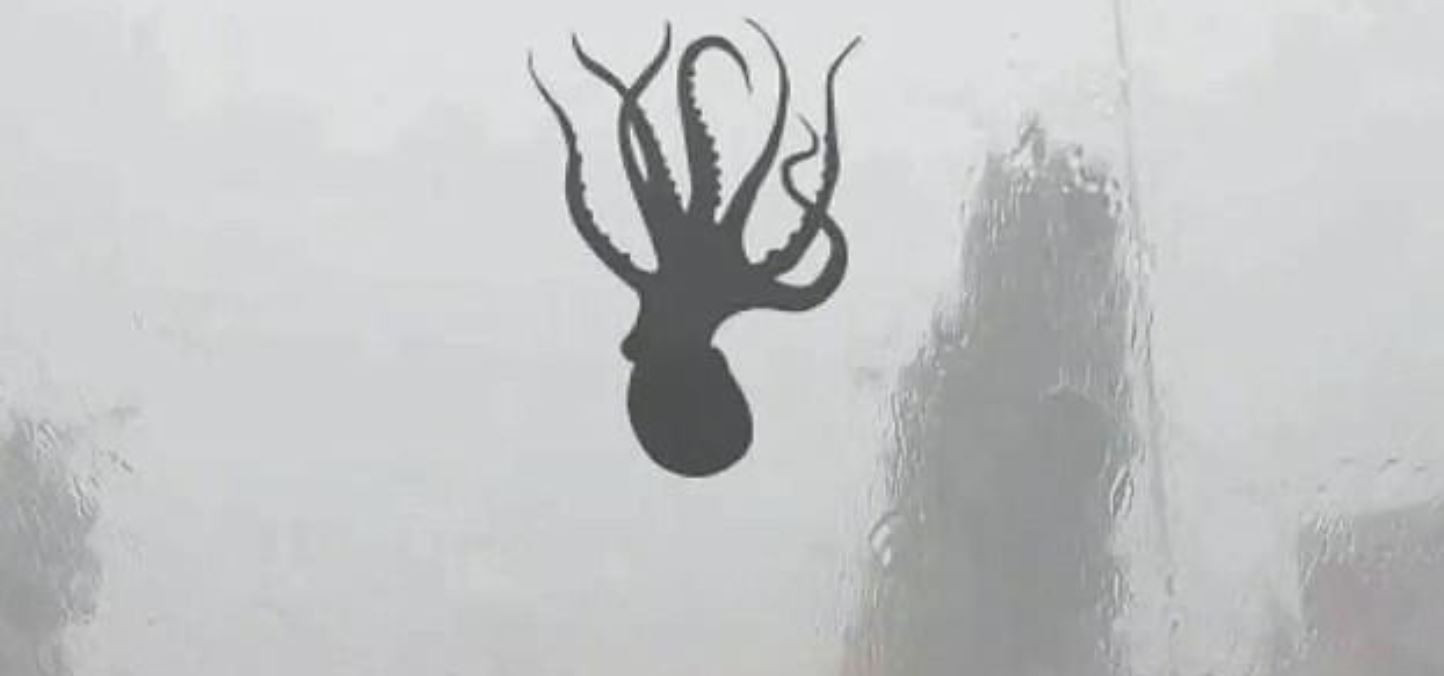 Imaginea unei caracatițe zburând prin aer. Explicația specialiștilor