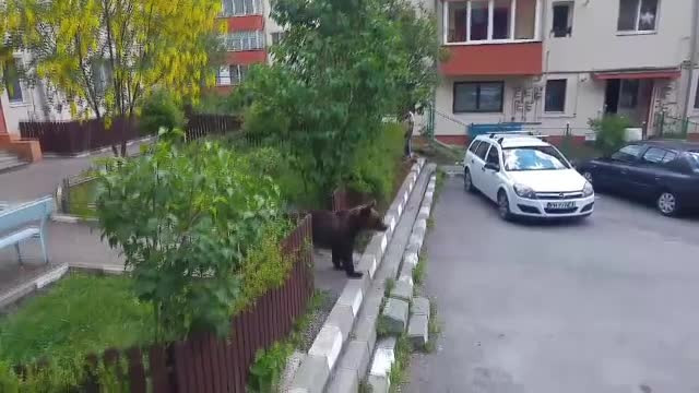 Blocuri cu urşi maidanezi la scară. Soluţia pentru cei care nu vor vecini cu blană şi gheare