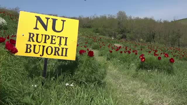 Rezervaţie unică în Europa, vandalizată. Florile se ofilesc imediat ce sunt tăiate