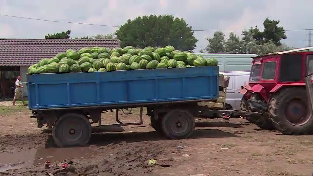 Fermierii din Dăbuleni au ajuns cu pepenii în stradă. De ce nu îi iau hipermarketurile