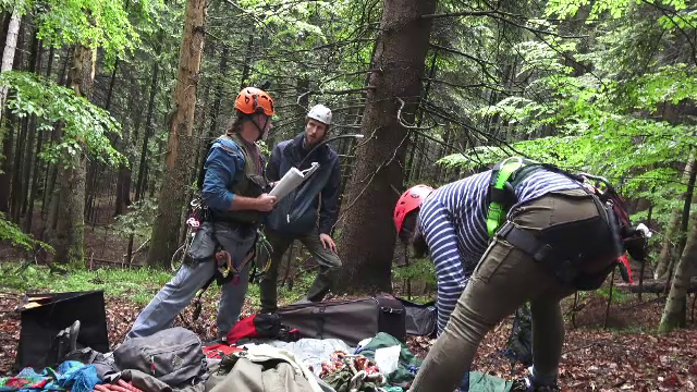 Telefoane montate în copaci pentru a-i depista pe hoţii de lemne şi pe braconieri