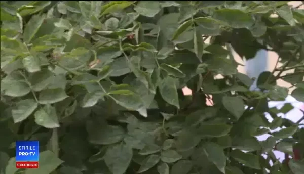 Cât trebuie să plătească părinții care vor să-și dea copiii la grădinițe private pe timp de vară