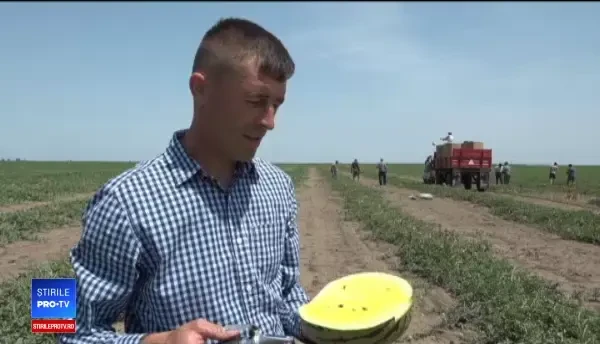 Fermierii din Dăbuleni au ajuns cu pepenii în stradă. De ce nu îi iau hipermarketurile