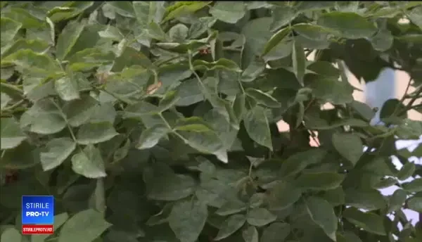 Cât trebuie să plătească părinții care vor să-și dea copiii la grădinițe private pe timp de vară