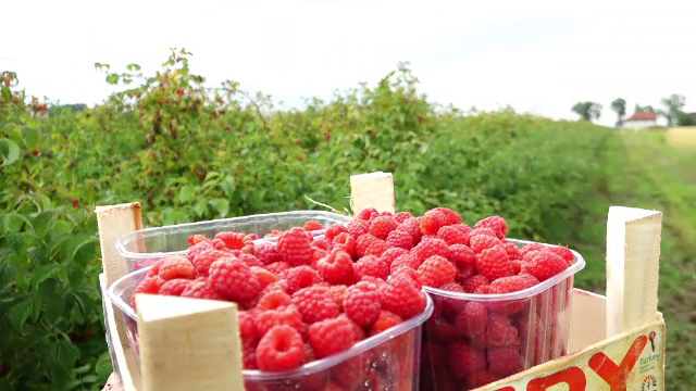 Producătorii de zmeură au sperat că fructele îi vor îmbogăţi, dar au ajuns să vândă pe Facebook