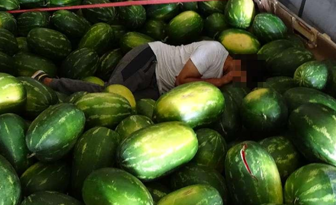 Trei pakistanezi ascunși într-un camion printre pepeni, descoperiți la Calafat. FOTO