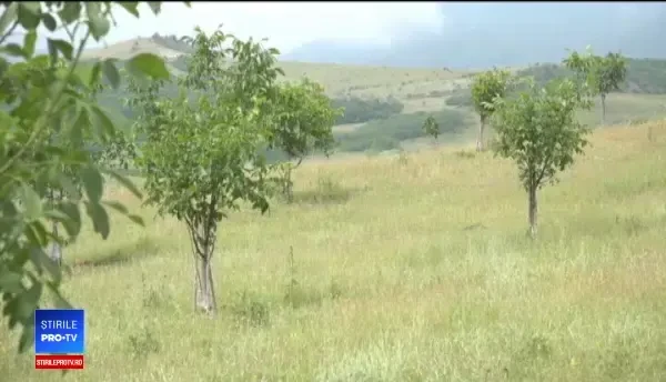 România, în topul țărilor producătoare de nuci. Cât costă un kg