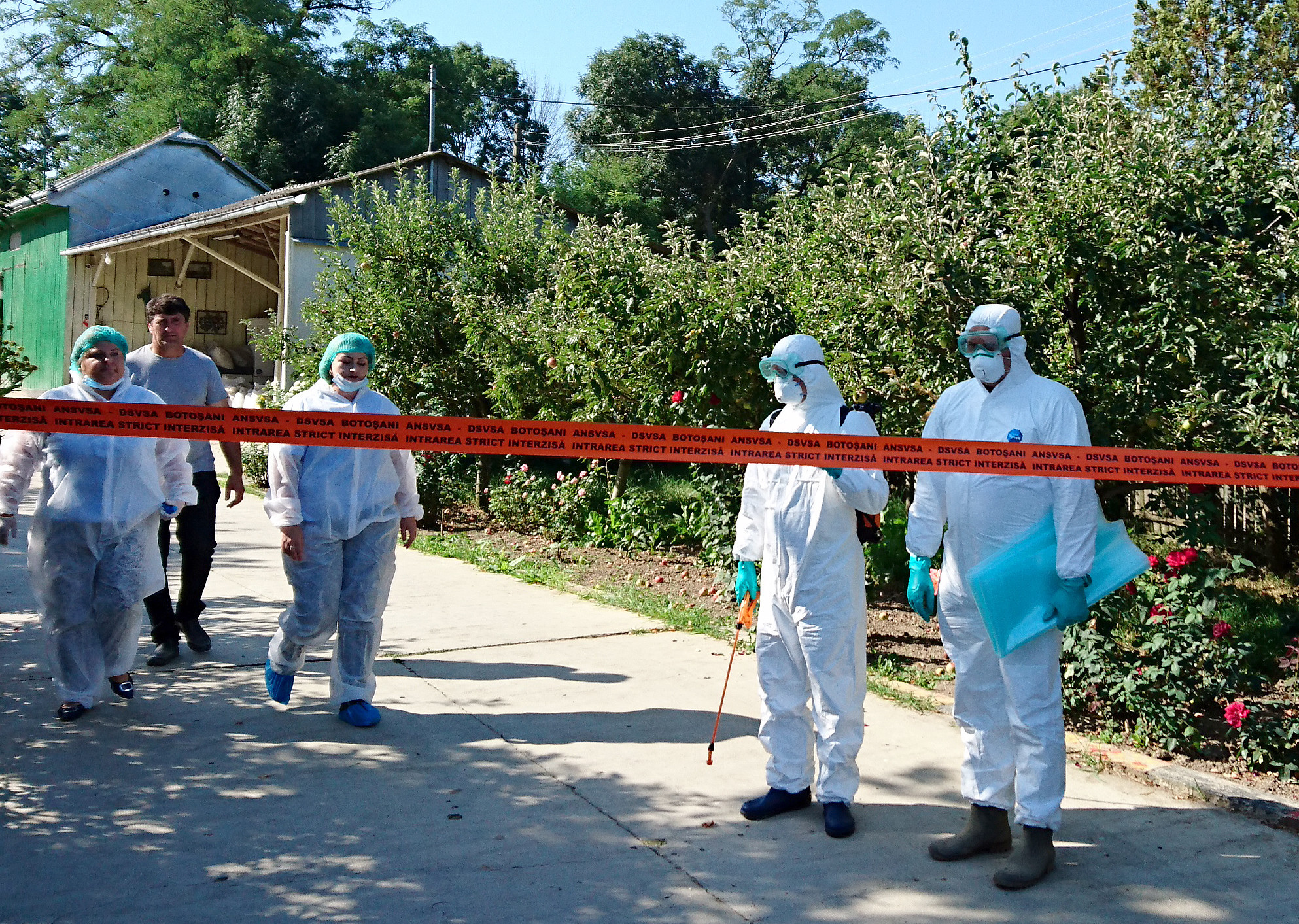 Alertă în cinci sate din Tulcea, unde au fost confirmate cazuri de pestă porcină