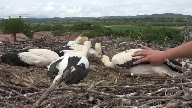 Puii de barză primesc inele de identificare în Mureș. ”Urmărim când se întorc în anii viitori”