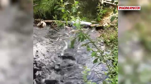 Apa unui pârâu din Gorj a devenit neagră, după ploi. Localnicii reclamă o poluare masivă