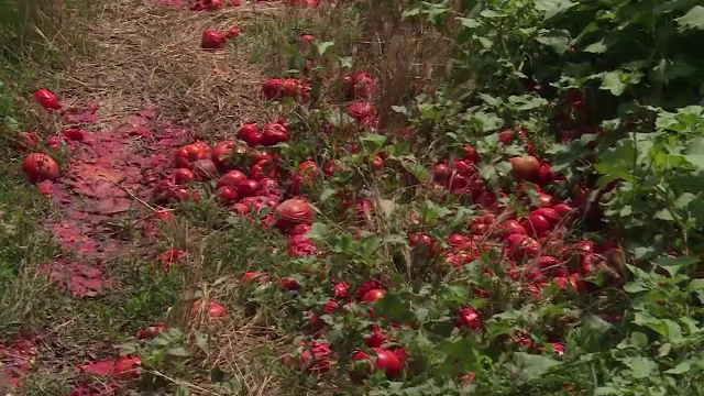 Localitatea unde roșiile sunt aruncate pe câmp de producători. Prețul unui kg