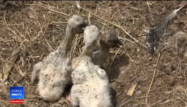 Puii de barză primesc inele de identificare în Mureș. ”Urmărim când se întorc în anii viitori”